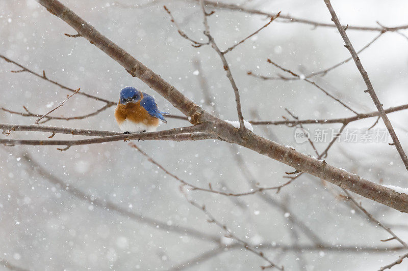 东部蓝鸟(Sialia sialis)在暴风雪中看起来愤怒